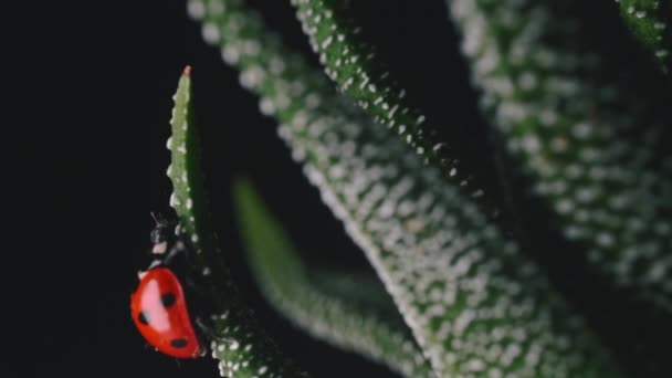 Jasně červená ladybird procházky kolem malé zelené rostliny makro shot