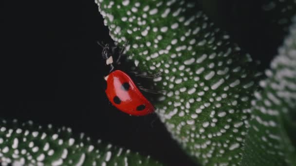 明るい赤いテントウムシは小さな緑の植物マクロショットの周りを歩く — ストック動画