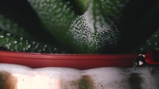 Bright Red Ladybird Walks Small Green Plant Macro Shot — Stock Video