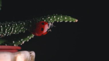 Parlak kırmızı uğur kuşu küçük yeşil bitki makro çekimlerinde gezinir.