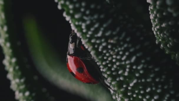明るい赤いテントウムシは小さな緑の植物マクロショットの周りを歩く — ストック動画