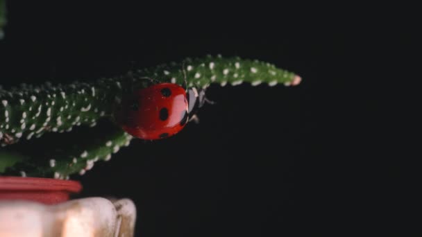 Heldere Rode Lieveheersbeestje Loopt Rond Kleine Groene Plant Macro Shot — Stockvideo
