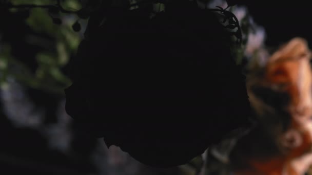 珍しい創造的な照明と黒の背景とドライフラワーの抽象的なショット — ストック動画