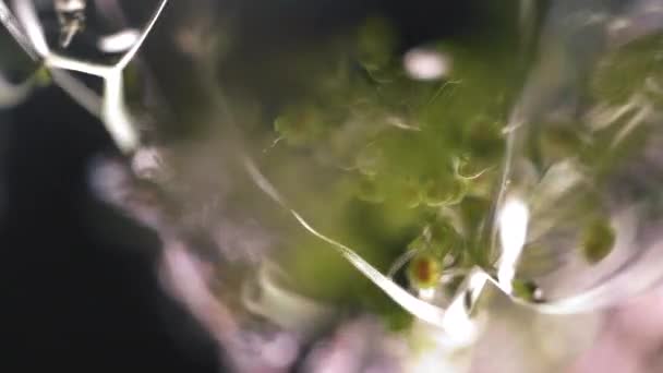 Photo Abstraite Fleur Séchée Avec Éclairage Créatif Inhabituel Fond Noir — Video