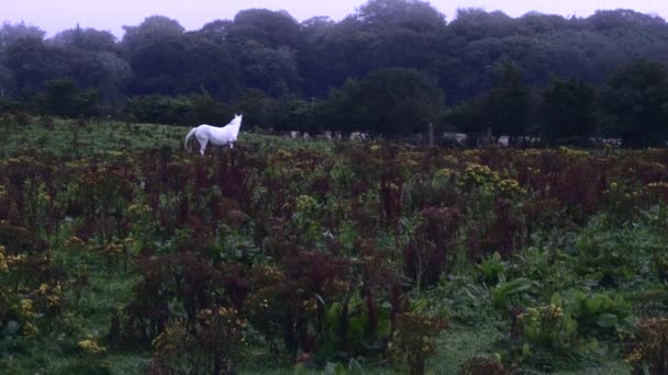 Caballos Blancos Foggy Field — Vídeo de stock