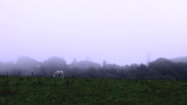 Białe Konie Polu Mgły — Wideo stockowe