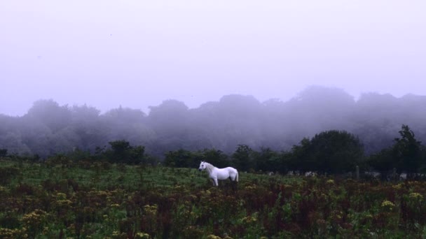 Vita Hästar Foggy Field — Stockvideo