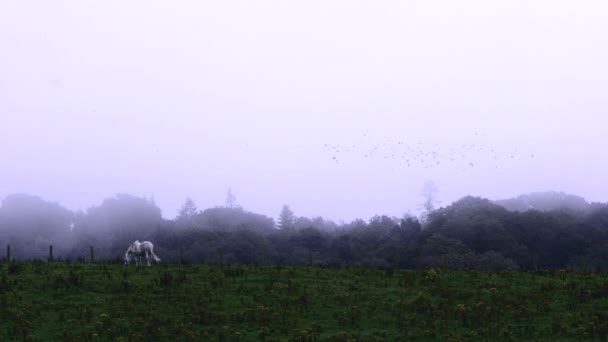 Cavalos Brancos Foggy Field — Vídeo de Stock