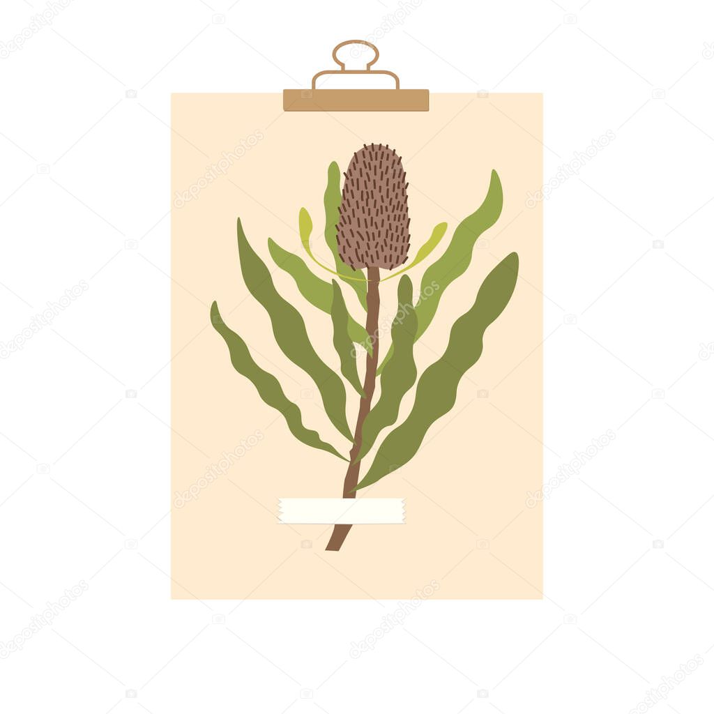 Dry protea plant on paper sheet with clip