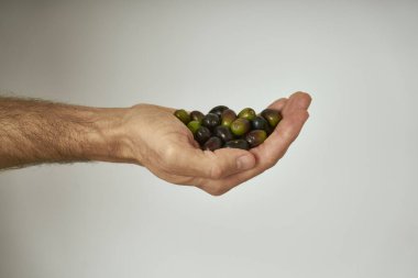 Elinde bir çiftçi, gri arka planda siyah bir zeytin grubu tutuyor. Zeytinler az önce bahçedeki zeytin ağacından toplandı..
