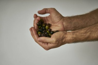 Adamın ellerinde zeytin ağacından toplanmış siyah zeytin var.