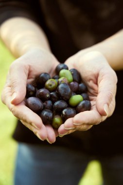 Kadın çiftçi ellerinde zeytin ağacından toplanan zeytinleri gösteriyor.                      