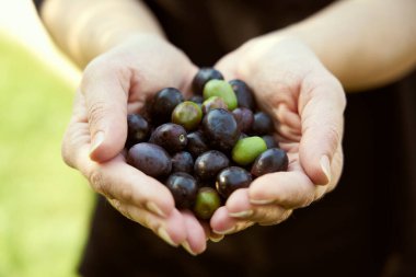 Kadın çiftçi ellerinde zeytin ağacından toplanan zeytinleri gösteriyor.                      
