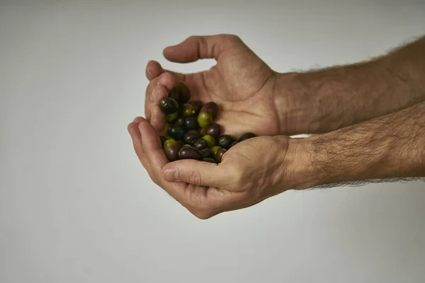 Man\'s hands show black olives just picked from the olive tree