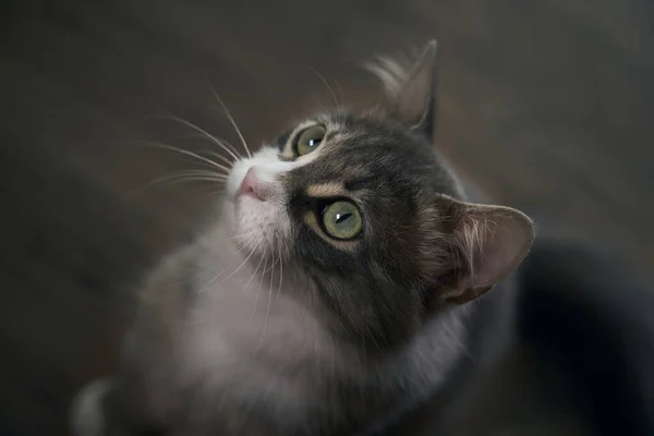 Closeup Beautiful Cat White Brown Gray Fluffy Fur Green Eyes — Stock Photo, Image