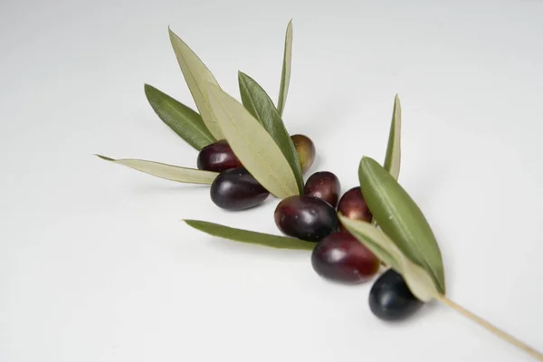 Olive Branches Freshly Picked Green Black Olives Photographed White Background Royalty Free Stock Images
