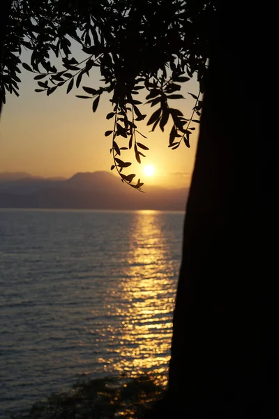 Oliveiras Primeiro Plano Enquadram Profundo Nascer Sol Calmo Sobre Lago Imagens Royalty-Free