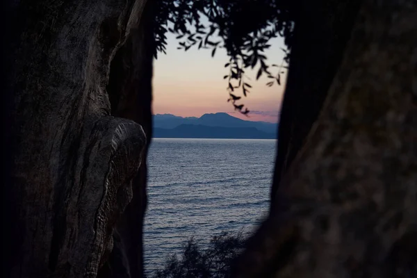 Olive Trees Foreground Frame Deep Calm Sunrise Lake Sun Rising Stock Image