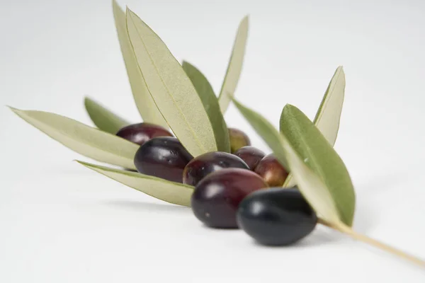 Olive Branches Freshly Picked Green Black Olives Photographed White Background Stock Image
