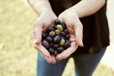 Çiftçi elinde zeytin ağacından toplanan zeytinleri gösterir.                      