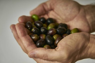 Çiftçi elinde zeytin ağacından toplanan zeytinleri gösterir.                      