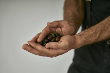 Çiftçi elinde zeytin ağacından toplanan zeytinleri gösterir.                      