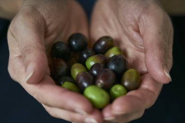 Çiftçi elinde zeytin ağacından toplanan zeytinleri gösterir.                      