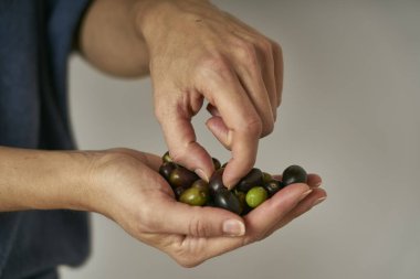 Çiftçi elinde zeytin ağacından toplanan zeytinleri gösterir.                      