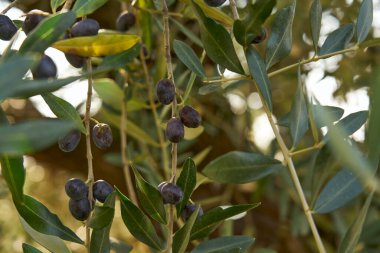 Mavi gökyüzünde güneş zeytin ağaçlarının yeşil yapraklarından süzülür. Zeytin dalları, hasat için hazırdır, zeytin yağı haline gelir..