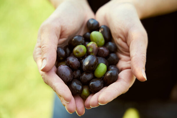 Farmer Shows His Hands Olives Harvested Olive Tree Royalty Free Stock Images