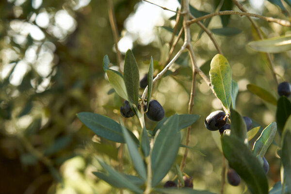 Blue Sky Sun Filters Green Leaves Olive Trees Branches Full Royalty Free Stock Images