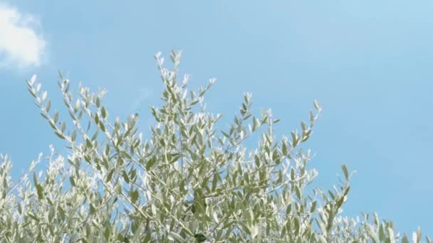 Błękitnym Niebie Słońce Przenika Przez Zielone Liście Drzew Oliwnych Gałęzie — Wideo stockowe