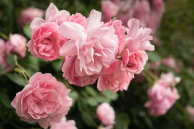 vahşi kırmızı gül