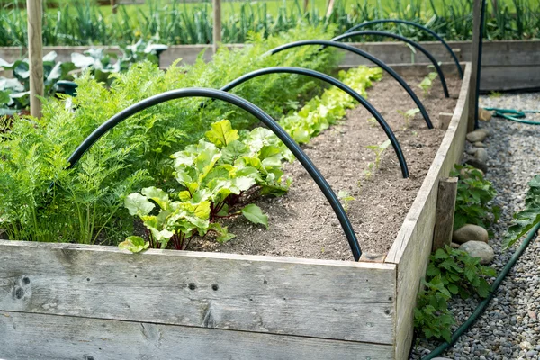 Organic Salad — Stock Photo, Image