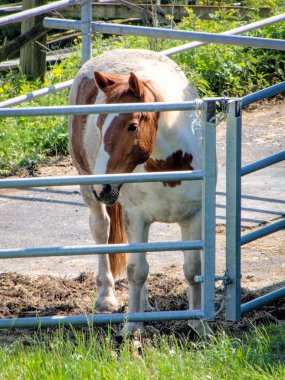 Ata demir parmaklıklar ardında