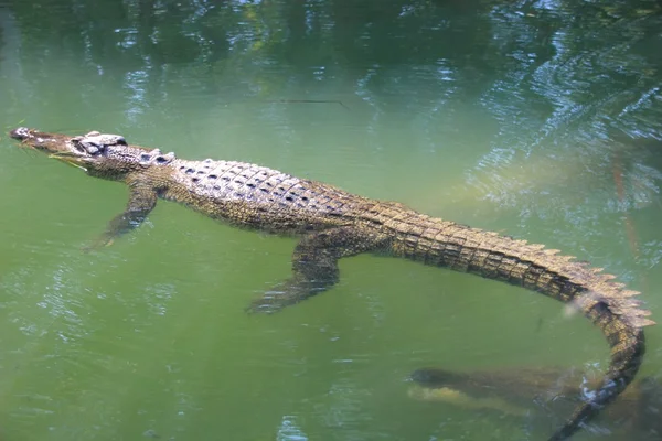 Crocdile flutuando na superfície da água — Fotografia de Stock