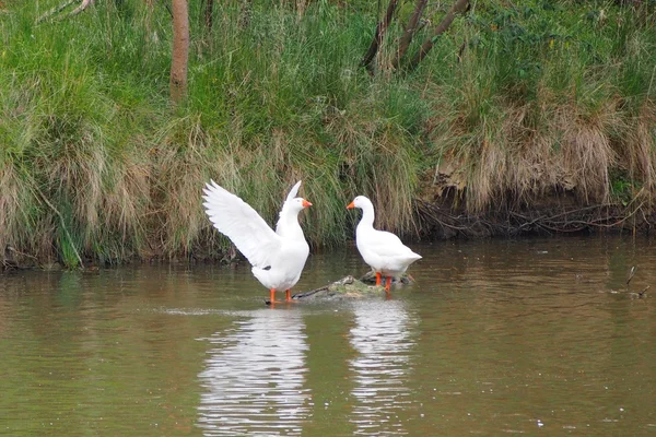 Gansos en el río — Foto de Stock