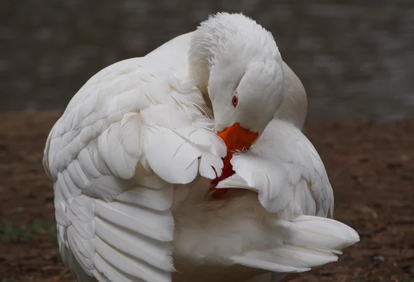 Grooming vit gås — Stockfoto