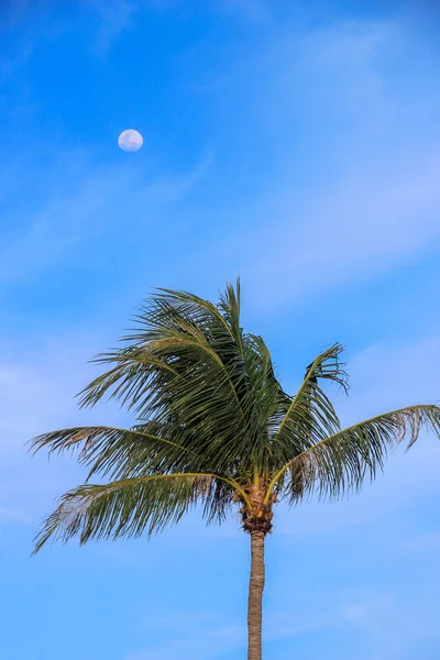 Palm Tree with the Moon