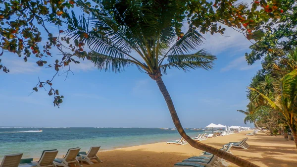 Árbol de coco en Sanur Beach — Foto de Stock