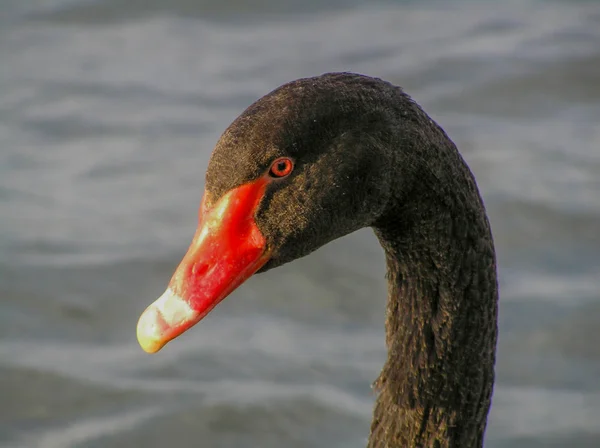 Cisne negro — Fotografia de Stock