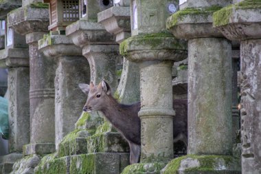 Japon lambaları saklanıyor geyik