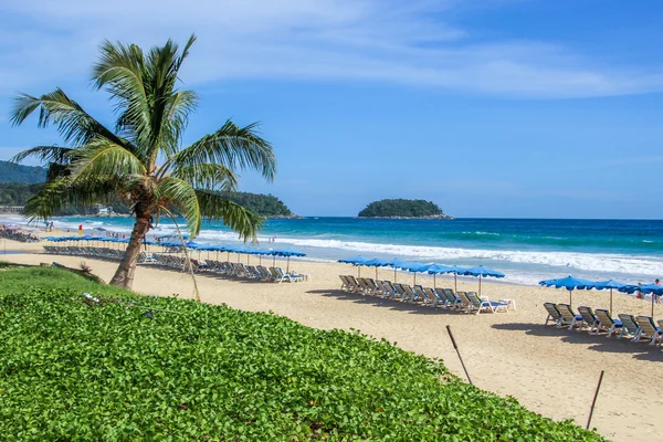 Palmeira tropical na praia junto ao mar — Fotografia de Stock