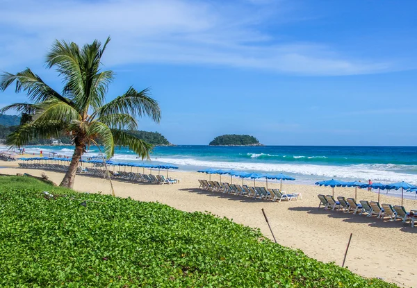 Palmera tropical en la playa junto al mar — Foto de Stock
