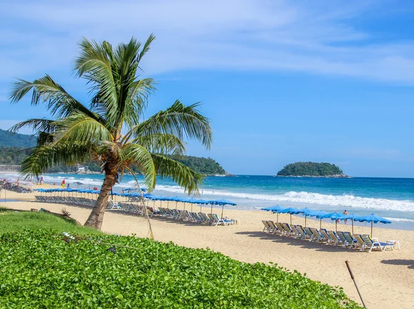 Palmeira tropical na praia junto ao mar — Fotografia de Stock