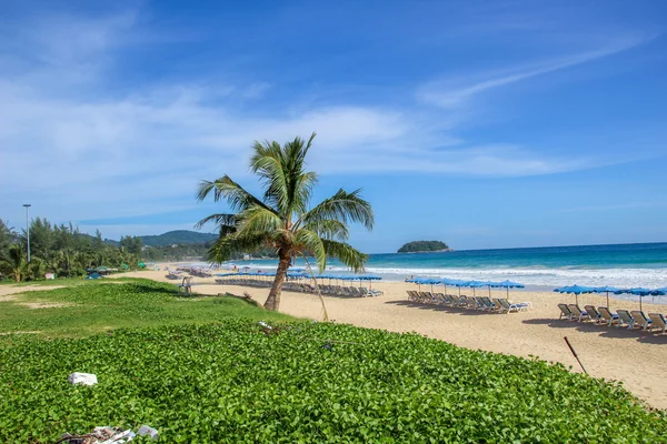 Tropical palm tree on the beach by the sea — Stock Photo, Image