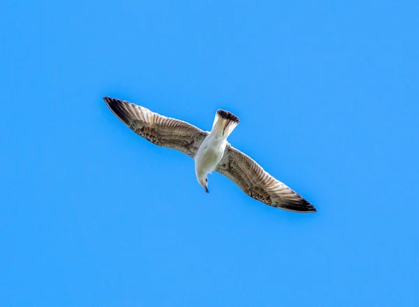 Flying Seagull in sky — Stock Photo, Image