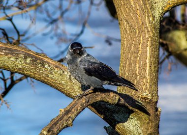 Western Jackdaw ağaçta