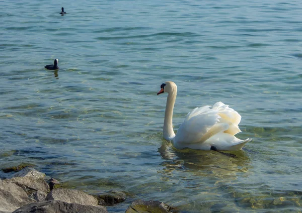 Nuoto bianco di cigno — Foto Stock