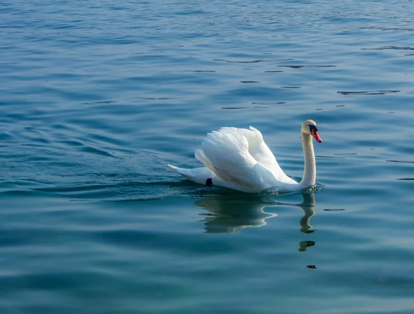 Natação de cisne branco — Fotografia de Stock